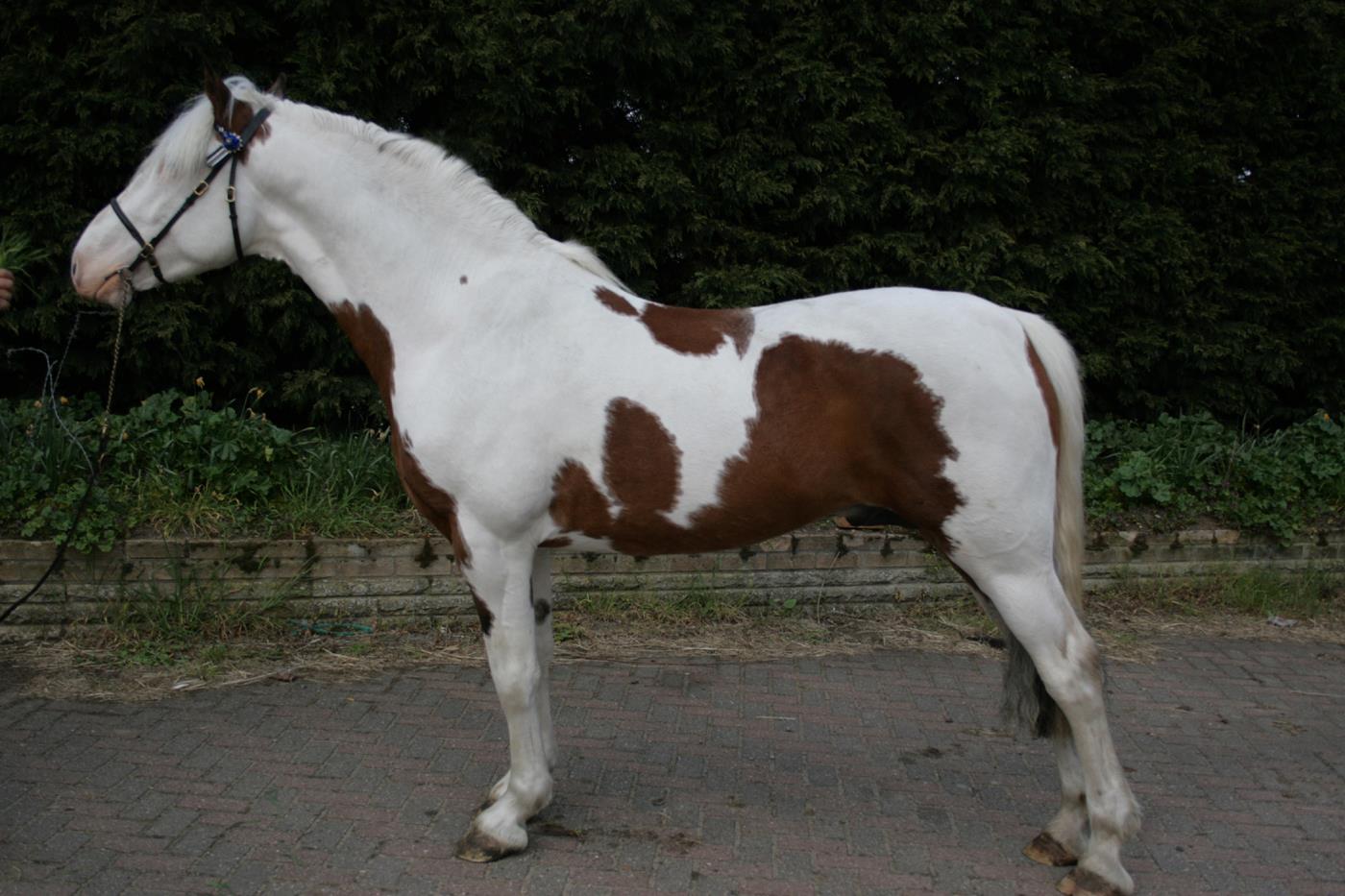 Scaramouche - Coloured Eventing Stallion